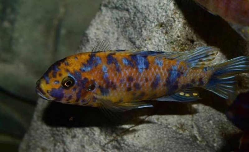 Maylandia xanstomachus 'Maleri Island'